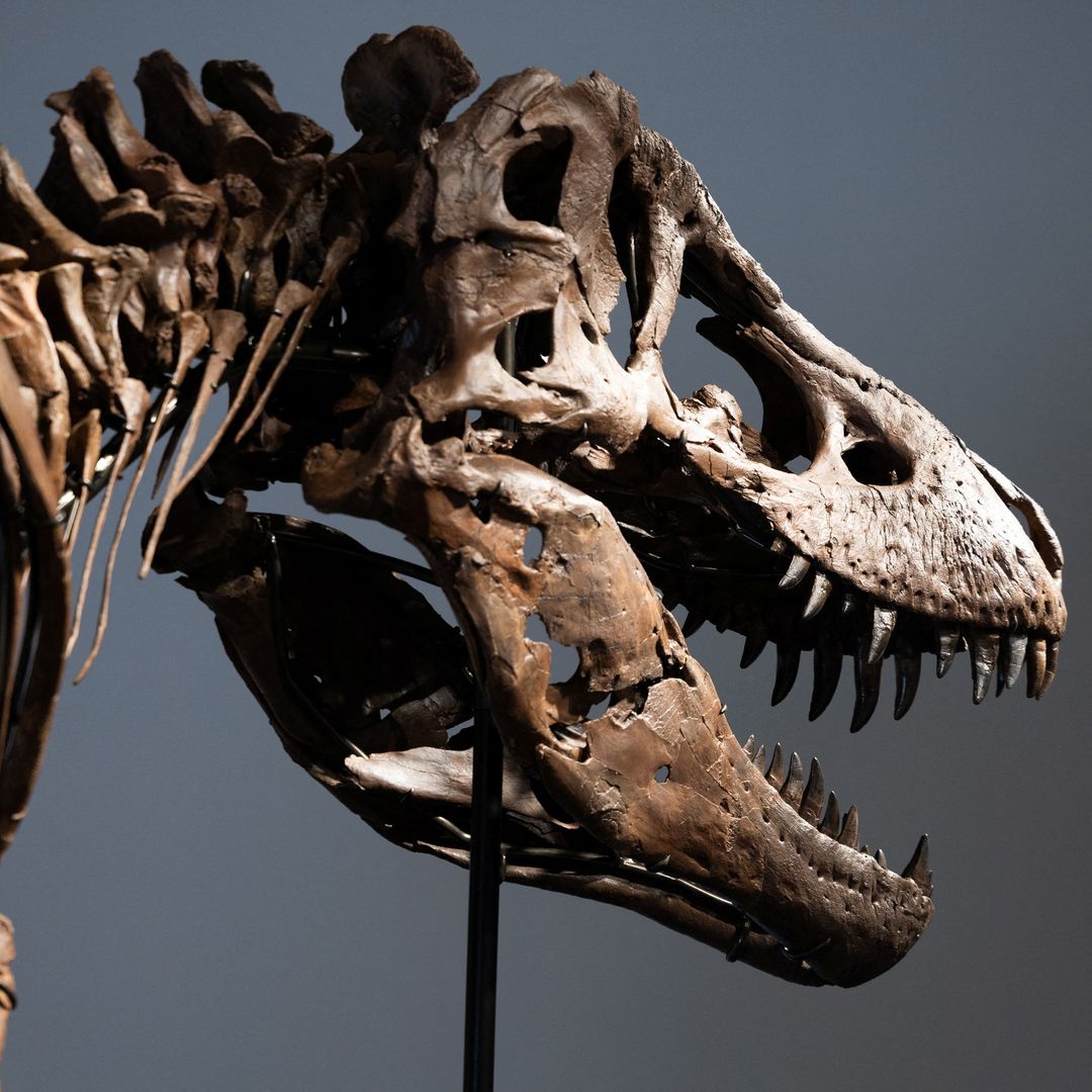 El esqueleto de Gus, el tiranosaurio rex, en la casa de subastas Sotheby's en la ciudad de Nueva York. Foto: Reuters